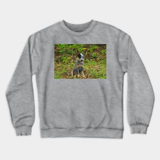 Kla pup c Crewneck Sweatshirt